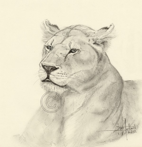 Pencil & Charcoal Study of Lioness Head